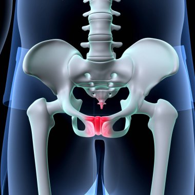 İnsan Ayağı Anatomisi. 3 Boyutlu Resimler