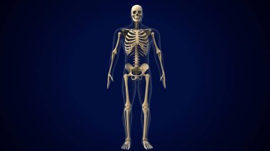 İnsan Ayağı Anatomisi. 3 Boyutlu Resimler