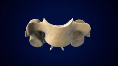 İnsan Ayağı Anatomisi. 3 Boyutlu Resimler