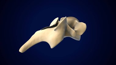 İnsan Ayağı Anatomisi. 3 Boyutlu Resimler