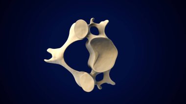 İnsan Ayağı Anatomisi. 3 Boyutlu Resimler