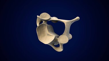 İnsan Ayağı Anatomisi. 3 Boyutlu Resimler