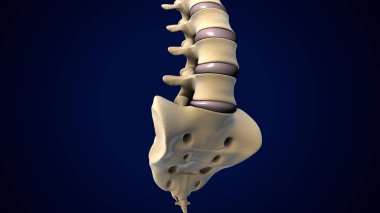 İnsan Ayağı Anatomisi. 3 Boyutlu Resimler