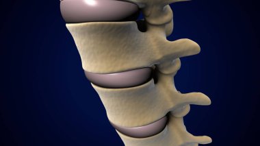 İnsan Ayağı Anatomisi. 3 Boyutlu Resimler