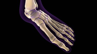 Human Skull Anatomy. 3D Render