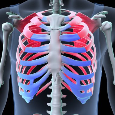 Human Skull Anatomy. 3D Render
