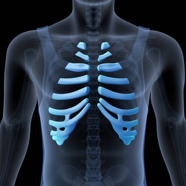 Human Skull Anatomy. 3D Render