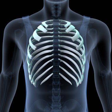 Human Skull Anatomy. 3D Render