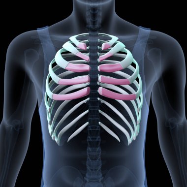 Human Skull Anatomy. 3D Render