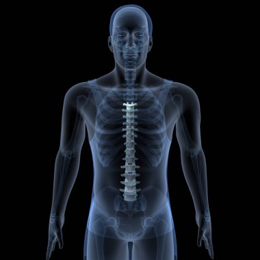 Human Skull Anatomy. 3D Render