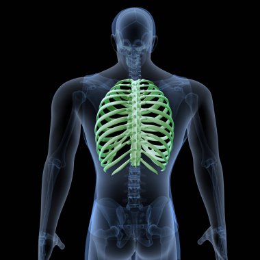 Human Skull Anatomy. 3D Render