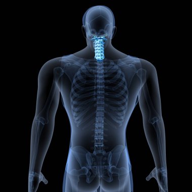 Human Skull Anatomy. 3D Render