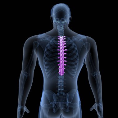 Human Skull Anatomy. 3D Render