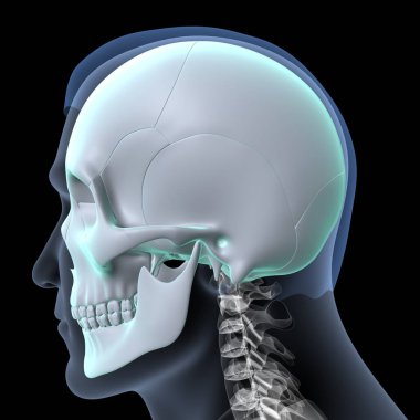 Human Skull Anatomy. 3D Render