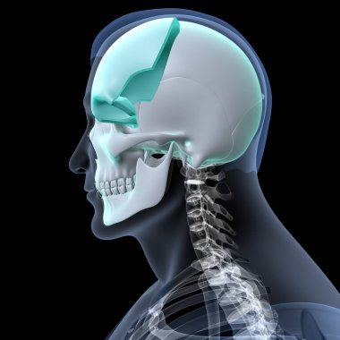 Human Skull Anatomy. 3D Render