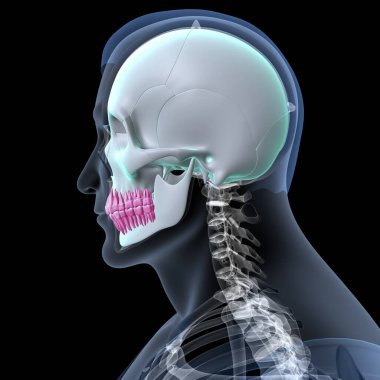 Human Skull Anatomy. 3D Render