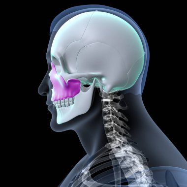 Human Skull Anatomy. 3D Render