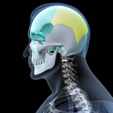 Human Skull Anatomy. 3D Render