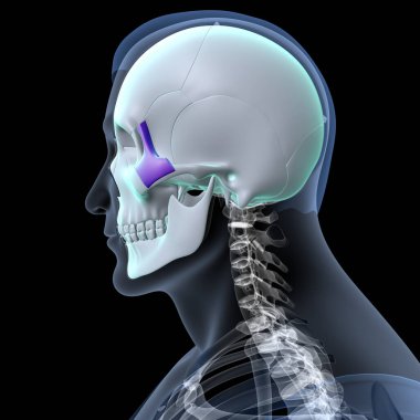 İnsan kalbi anatomisi. 3d hazırlayıcı