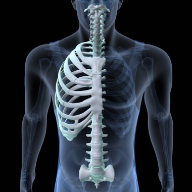 İnsan kalbi anatomisi. 3d hazırlayıcı