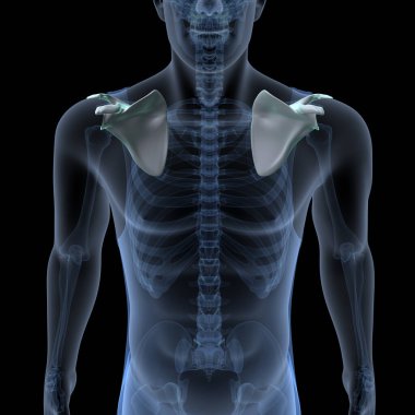 İnsan kalbi anatomisi. 3d hazırlayıcı