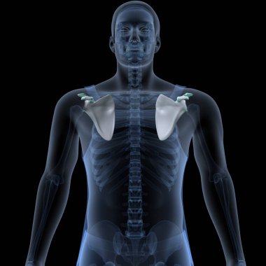 İnsan kalbi anatomisi. 3d hazırlayıcı