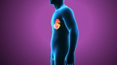 İnsan Vücut Parçaları Anatomisi. 3 Boyutlu Resimler