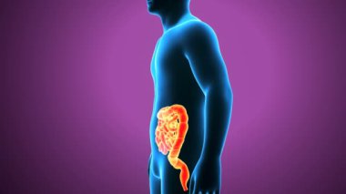 İnsan Vücut Parçaları Anatomisi. 3 Boyutlu Resimler