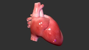 İnsan Kalbi Anatomisi. 3B illüstrasyonlar