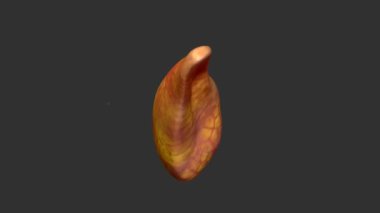 İnsan Pankreası Anatomisi. 3 Boyutlu Resimler