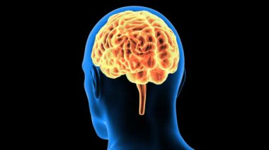 İnsan Vücut Parçaları Anatomisi. 3 Boyutlu Resimler