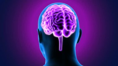 İnsan Vücut Parçaları Anatomisi. 3 Boyutlu Resimler