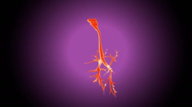 İnsan Vücut Parçaları Anatomisi. 3 Boyutlu Resimler