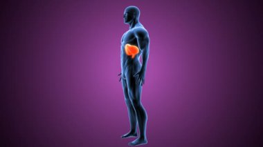 İnsan Vücut Parçaları Anatomisi. 3 Boyutlu Resimler