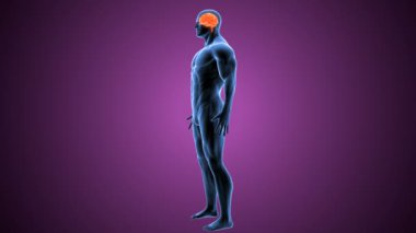 İnsan Vücut Parçaları Anatomisi. 3 Boyutlu Resimler