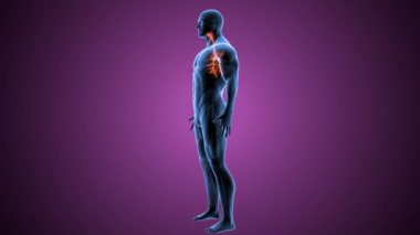 İnsan soluk borusu anatomisi. 3 Boyutlu Resimler