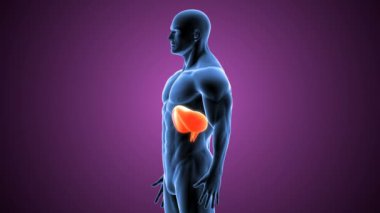 İnsan Diyaframı Anatomisi. 3 Boyutlu Resimler