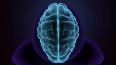 İnsan kalbi anatomisi. 3d hazırlayıcı