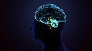 İnsan kalbi anatomisi. 3d hazırlayıcı