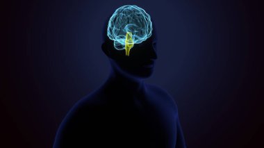 İnsan kalbi anatomisi. 3d hazırlayıcı