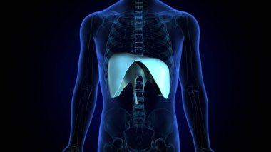 İnsan kalbi anatomisi. 3d hazırlayıcı