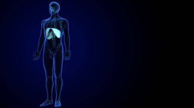 İnsan kalbi anatomisi. 3d hazırlayıcı