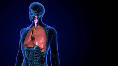 İnsan Macula Anatomisi. 3 Boyutlu Resimler