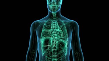 İnsan Macula Anatomisi. 3 Boyutlu Resimler