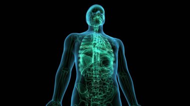 İnsan Macula Anatomisi. 3 Boyutlu Resimler