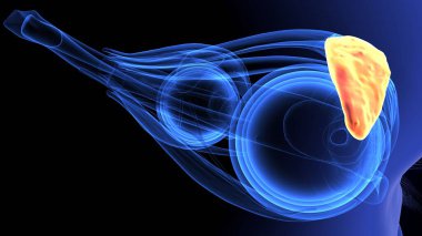 İnsan Servikal Omurgası. 3 Boyutlu Resimler