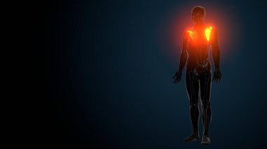 İnsan Anatomisi. 3B Hazırlama