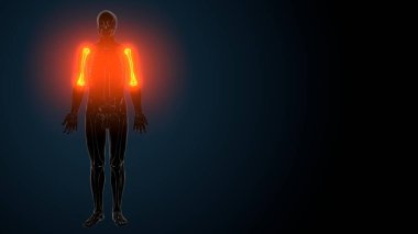 İnsan Anatomisi. 3B Hazırlama