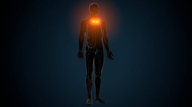 İnsan Anatomisi. 3B Hazırlama