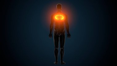 İnsan Anatomisi. 3B Hazırlama